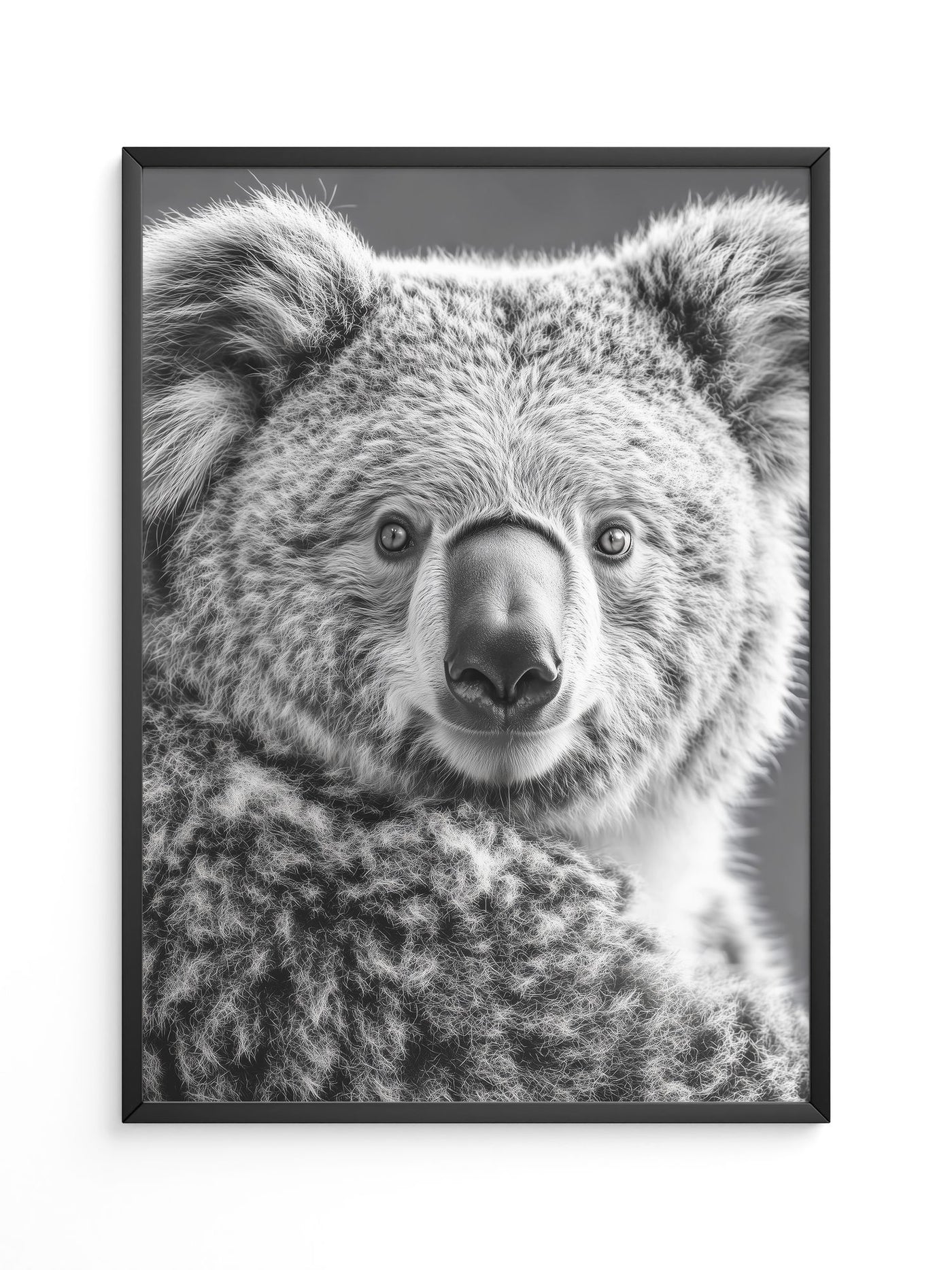 Koala Porträt Schwarzweiß