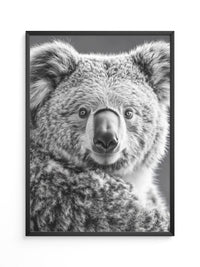 Koala Porträt Schwarzweiß