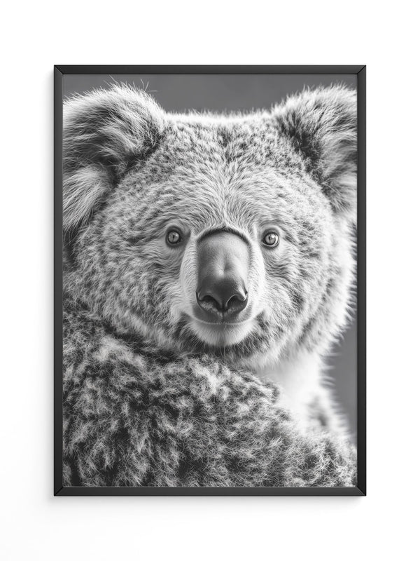 Koala Porträt Schwarzweiß