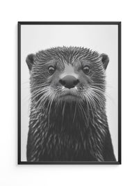 Otter Porträt Schwarzweiß