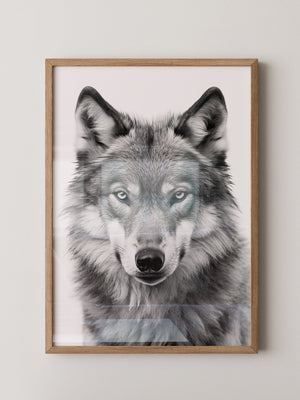Wolf Porträt Nahaufnahme S/W