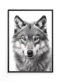 Wolf Porträt Nahaufnahme S/W