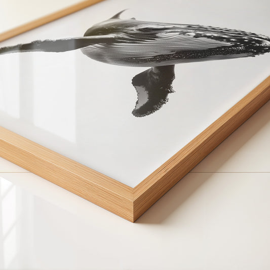 Buckelwal Nahaufnahme S/W