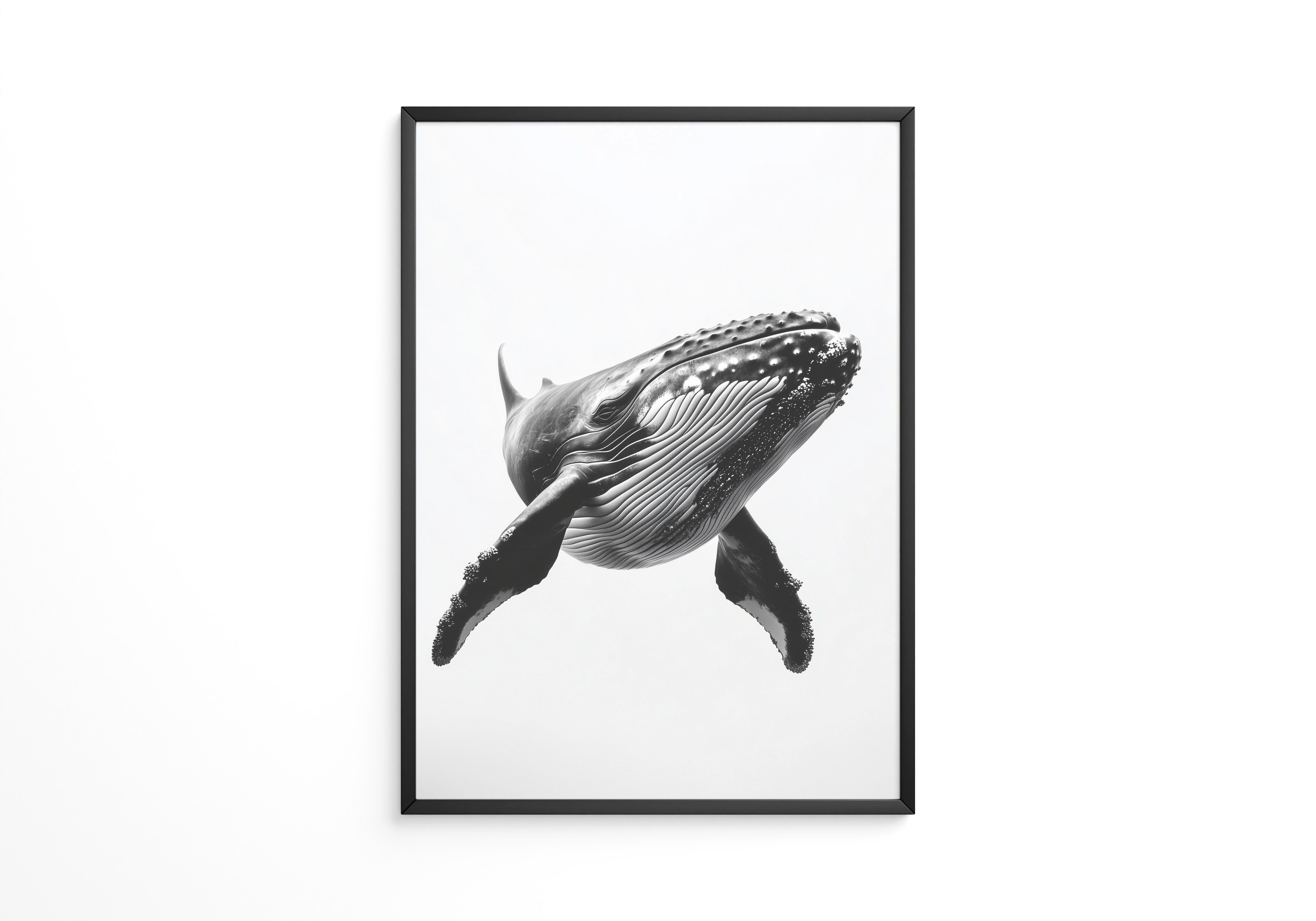 Buckelwal Nahaufnahme S/W