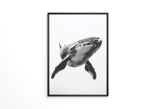 Buckelwal Nahaufnahme S/W