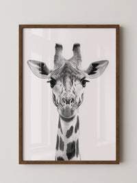 Giraffe Nahaufnahme S/W