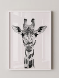 Giraffe Nahaufnahme S/W