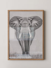Elefant Frontalansicht schwarz-weiß