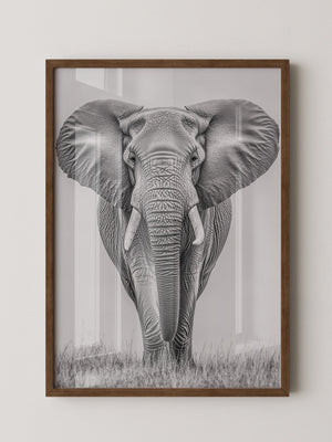 Elefant Frontalansicht schwarz-weiß