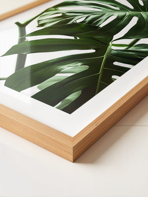 Monstera im Rampenlicht