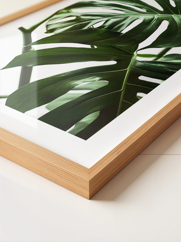 Monstera im Rampenlicht