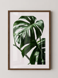 Monstera im Rampenlicht