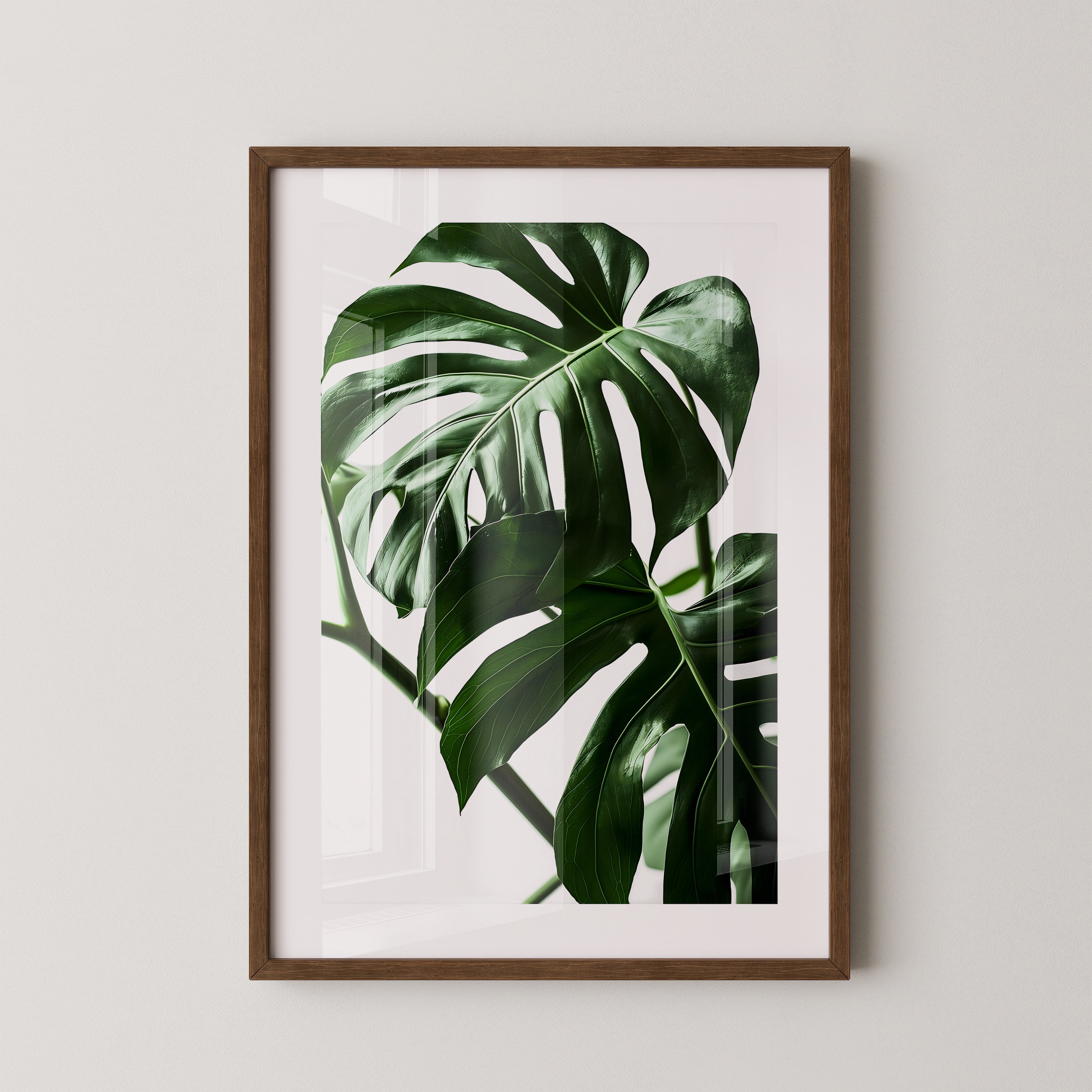Monstera Blätter Grün Nahaufnahme