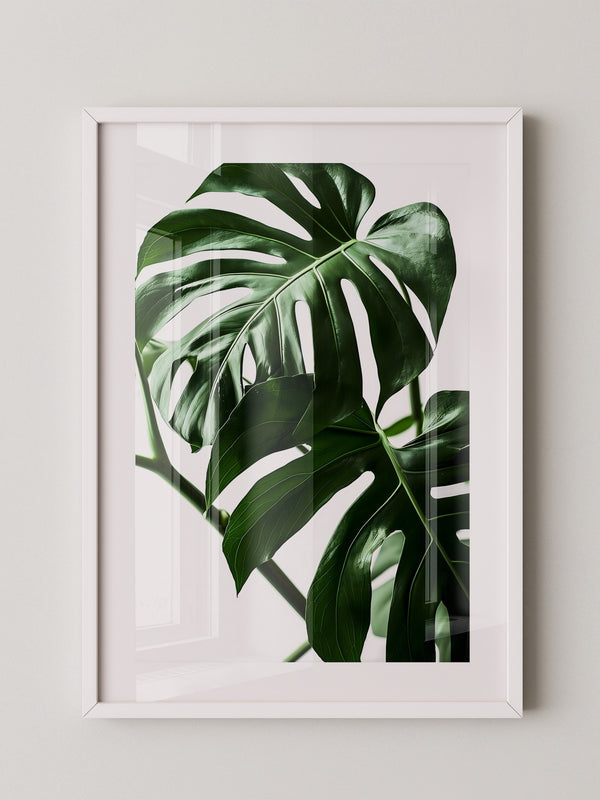 Monstera im Rampenlicht