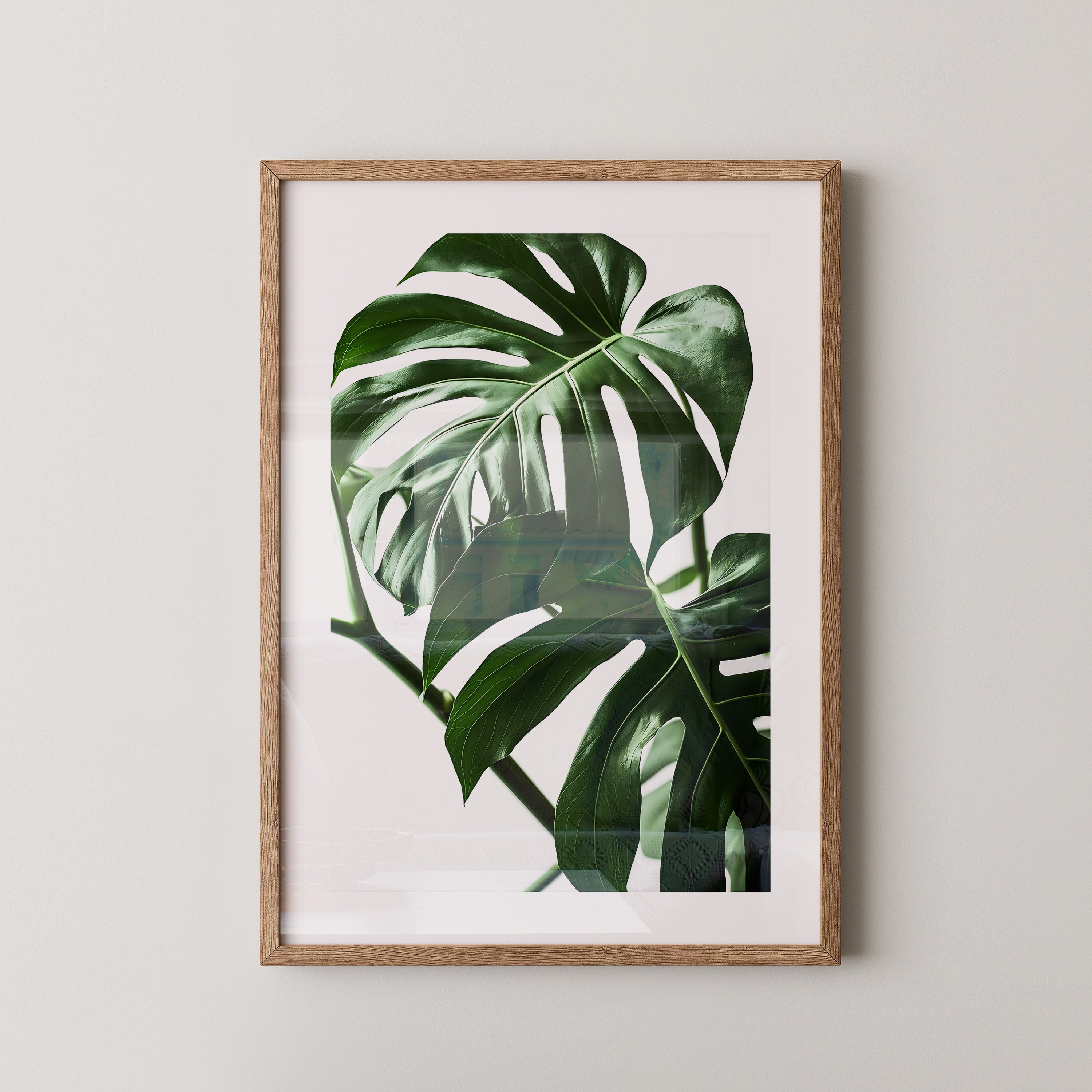 Monstera Blätter Grün Nahaufnahme