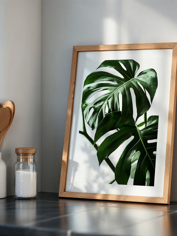 Monstera im Rampenlicht