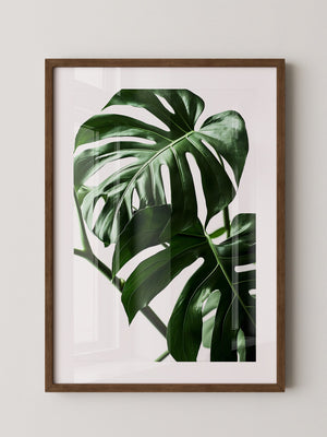 Monstera im Rampenlicht