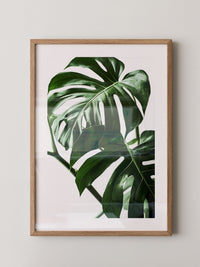 Monstera im Rampenlicht