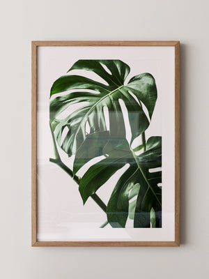 Monstera im Rampenlicht