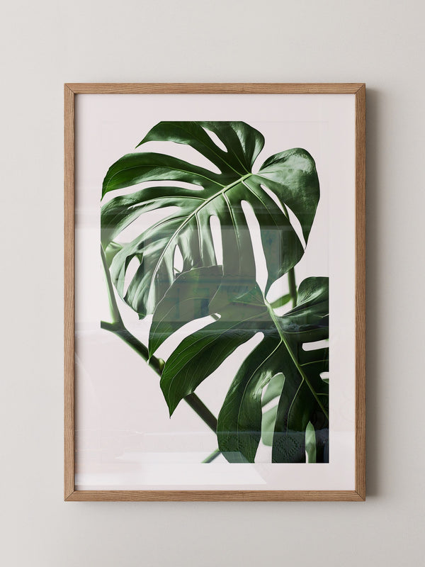 Monstera im Rampenlicht