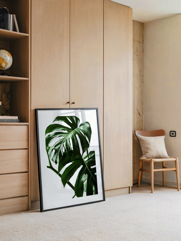 Monstera im Rampenlicht