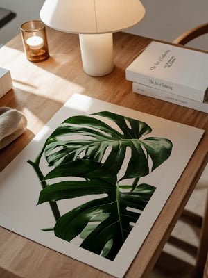 Monstera im Rampenlicht