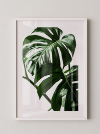 Monstera im Rampenlicht