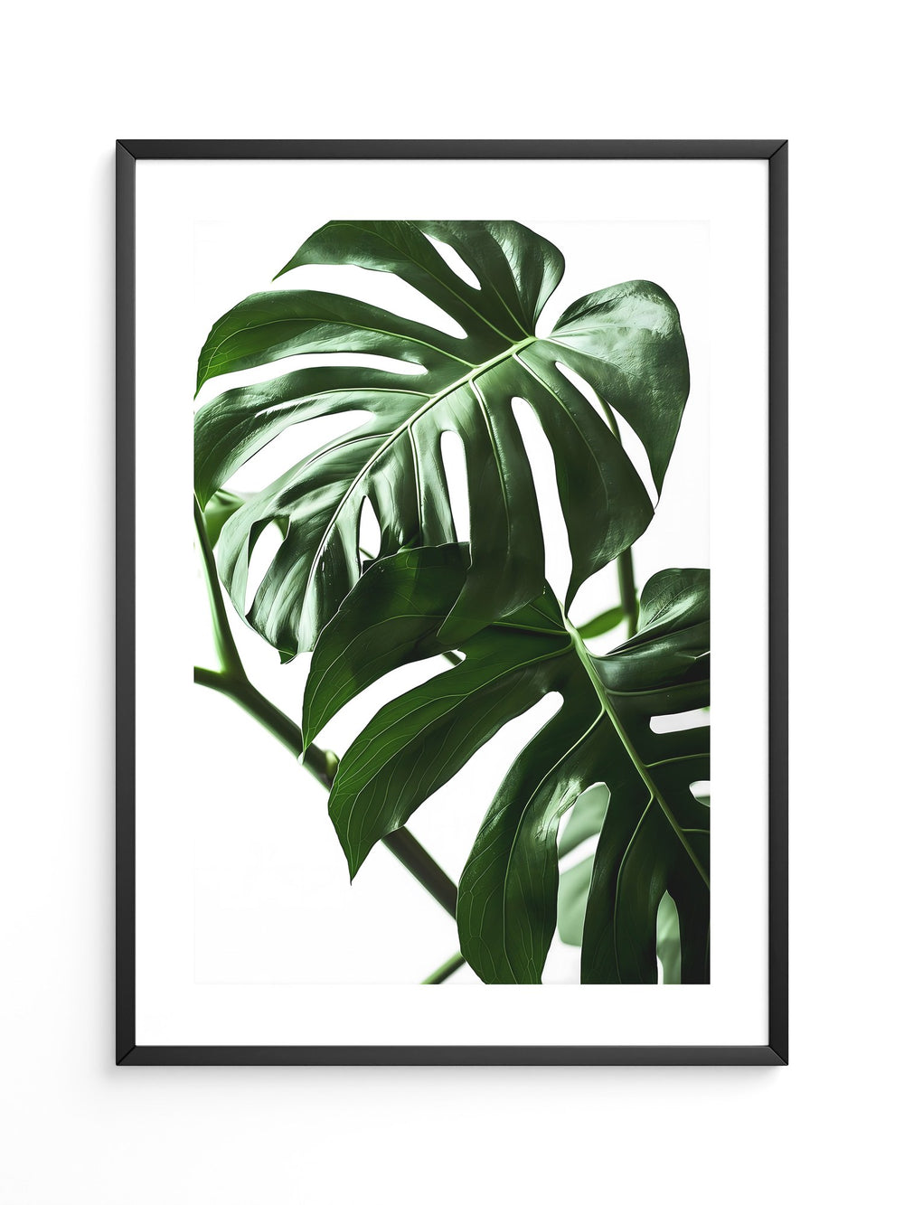 Monstera im Rampenlicht