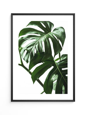 Monstera im Rampenlicht