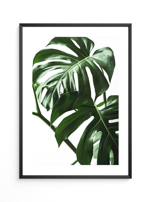 Monstera im Rampenlicht