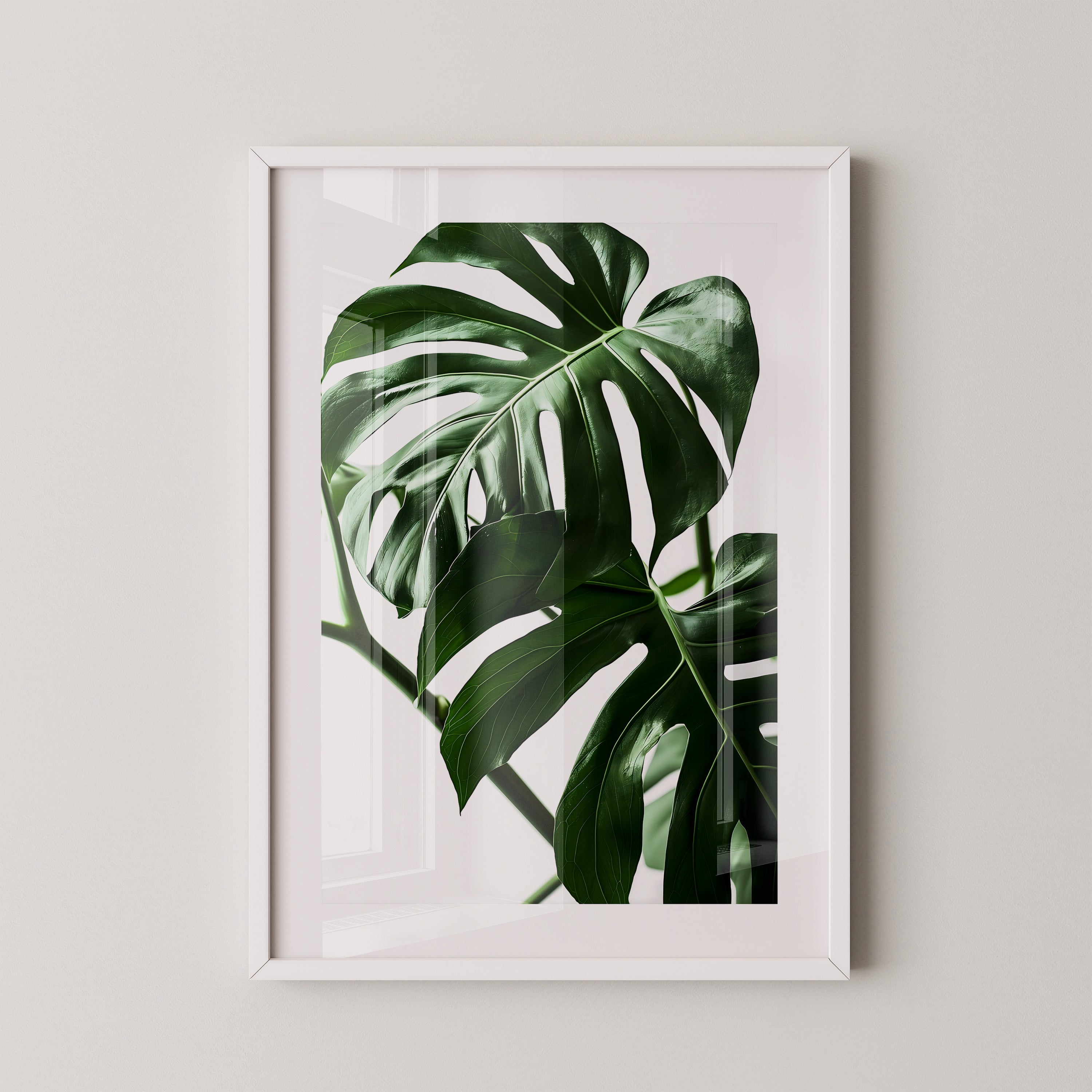Monstera Blätter Grün Nahaufnahme