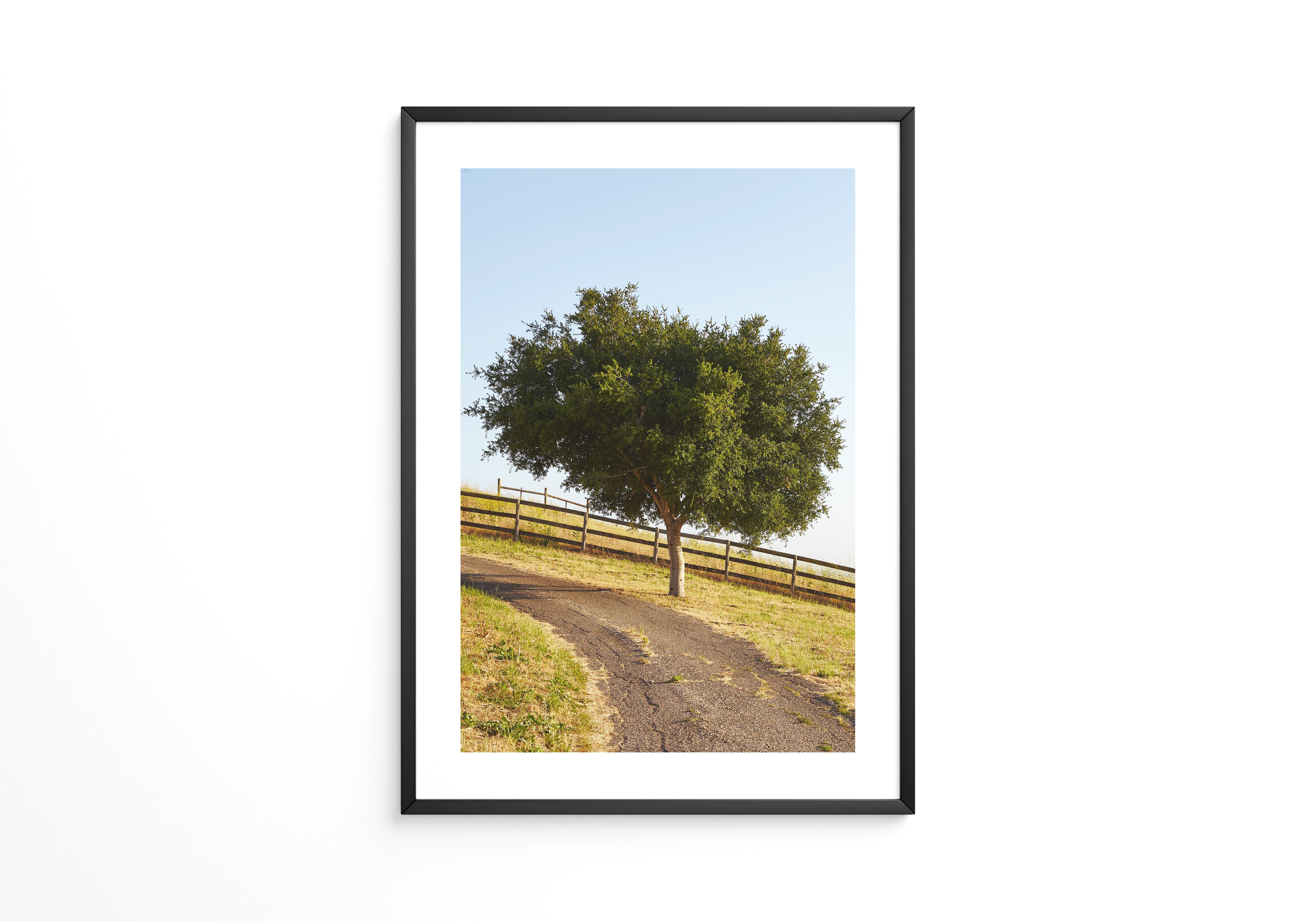 Baumallee Zaun Schattenspiele