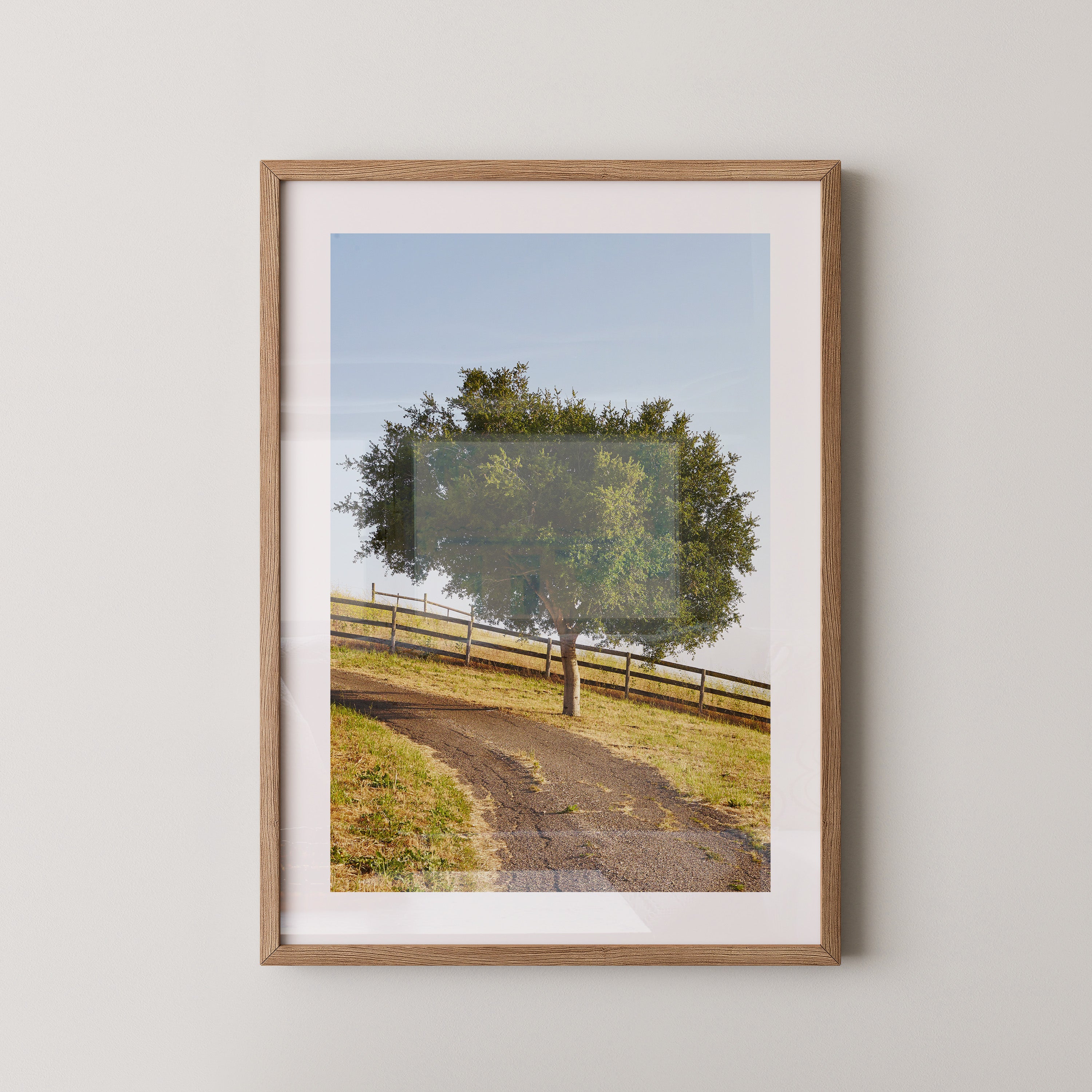 Baumallee Zaun Schattenspiele