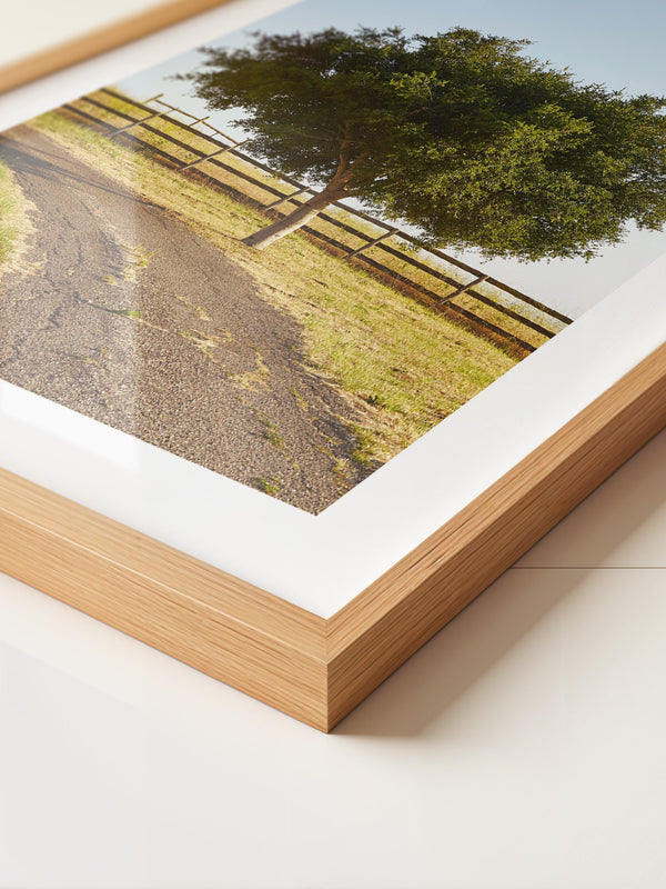 Baumallee Zaun Schattenspiele