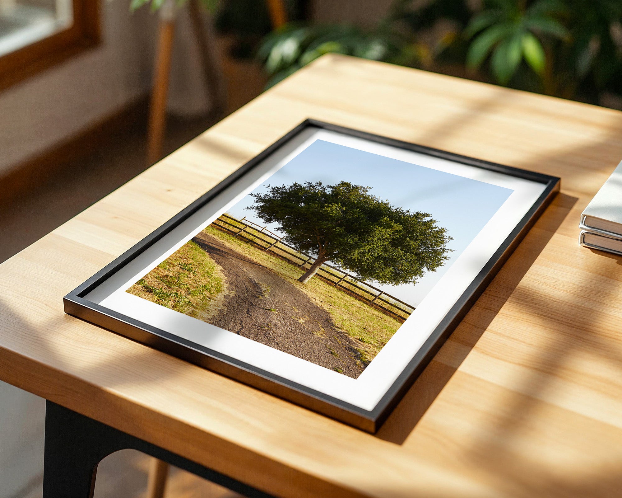 Baumallee Zaun Schattenspiele