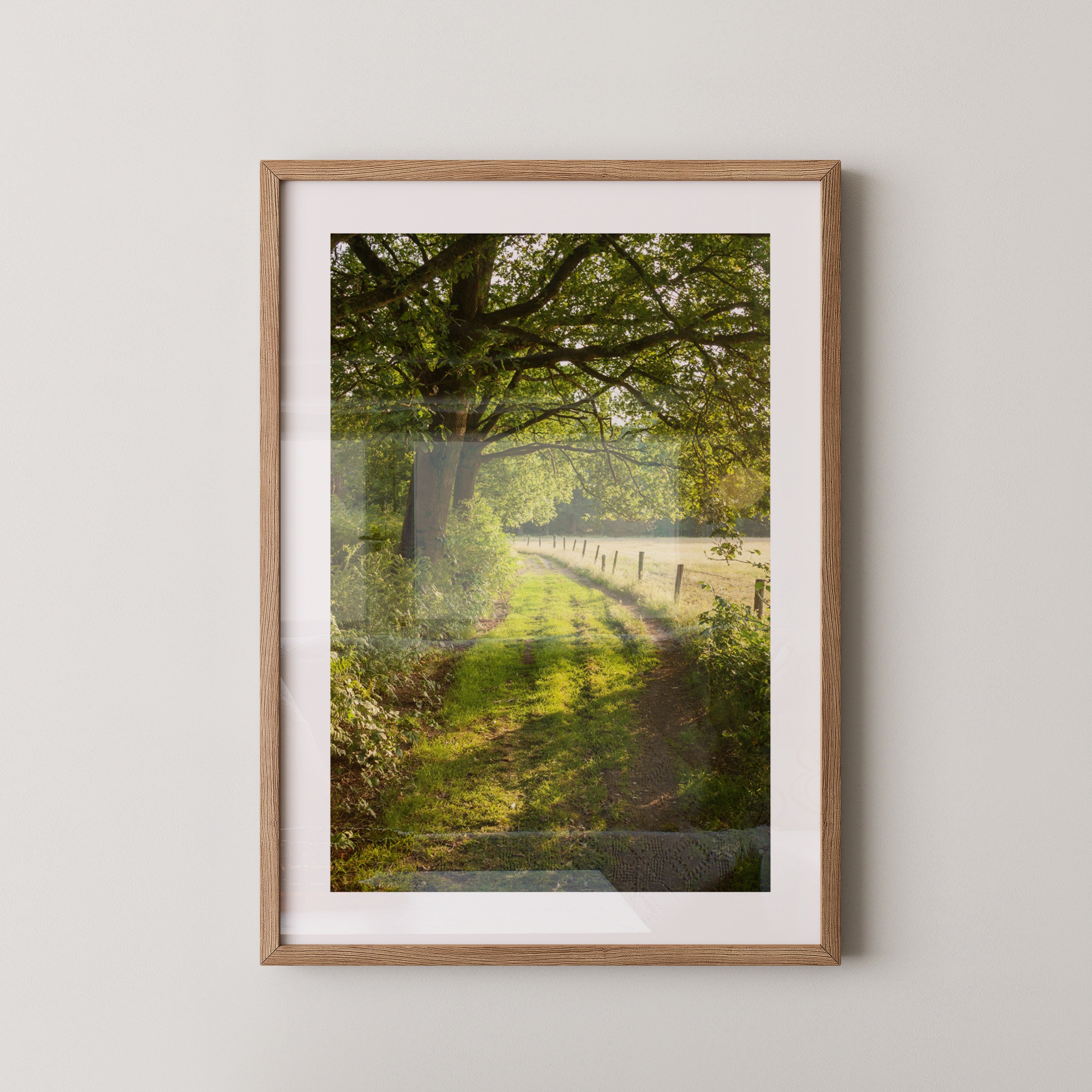 Waldweg im Sonnenlicht