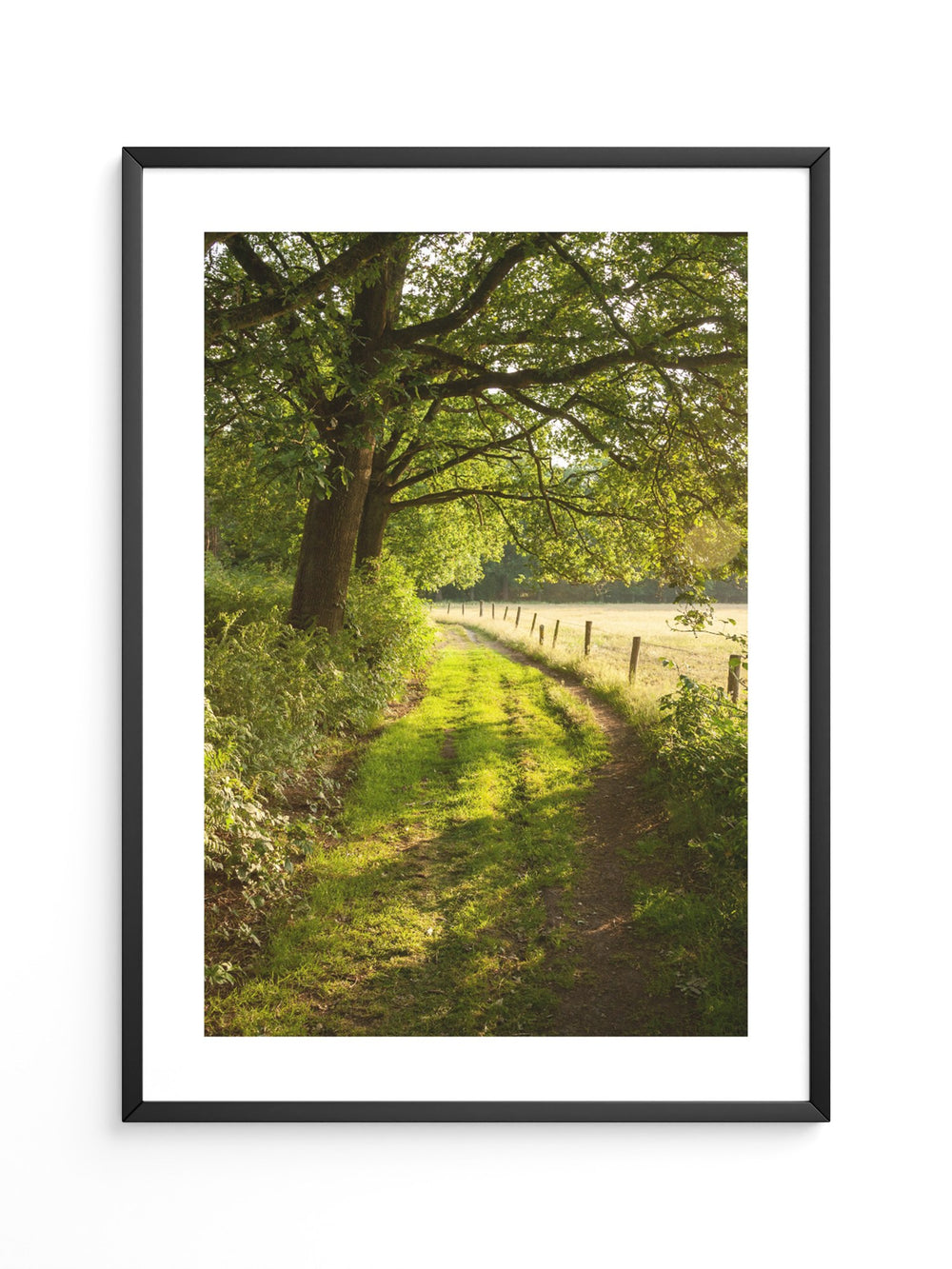 Waldweg im Sonnenlicht