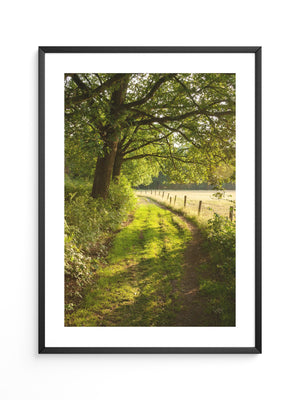 Waldweg im Sonnenlicht