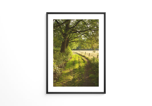 Waldweg im Sonnenlicht