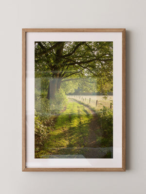Waldweg im Sonnenlicht