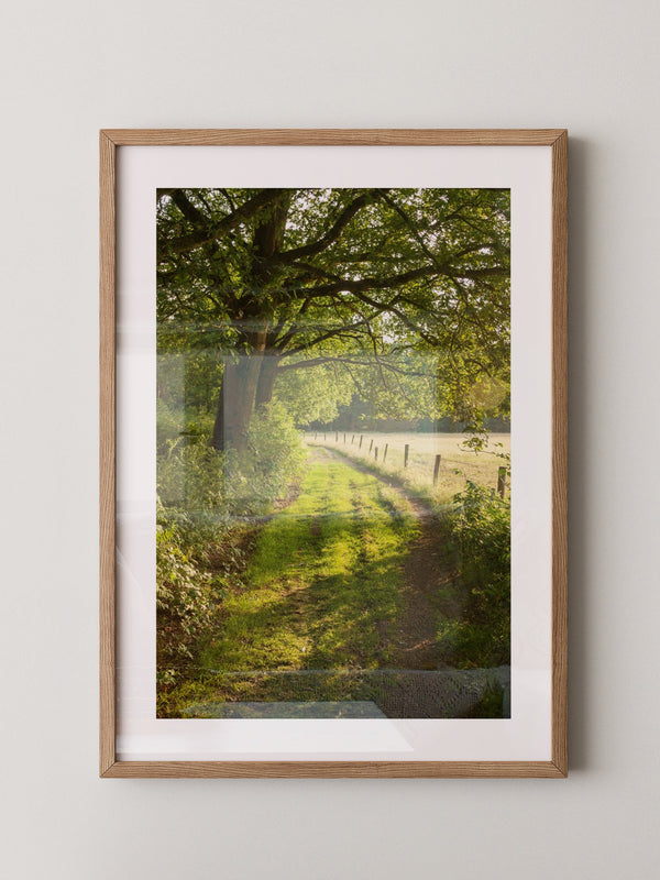 Waldweg im Sonnenlicht