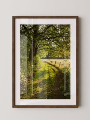 Waldweg im Sonnenlicht