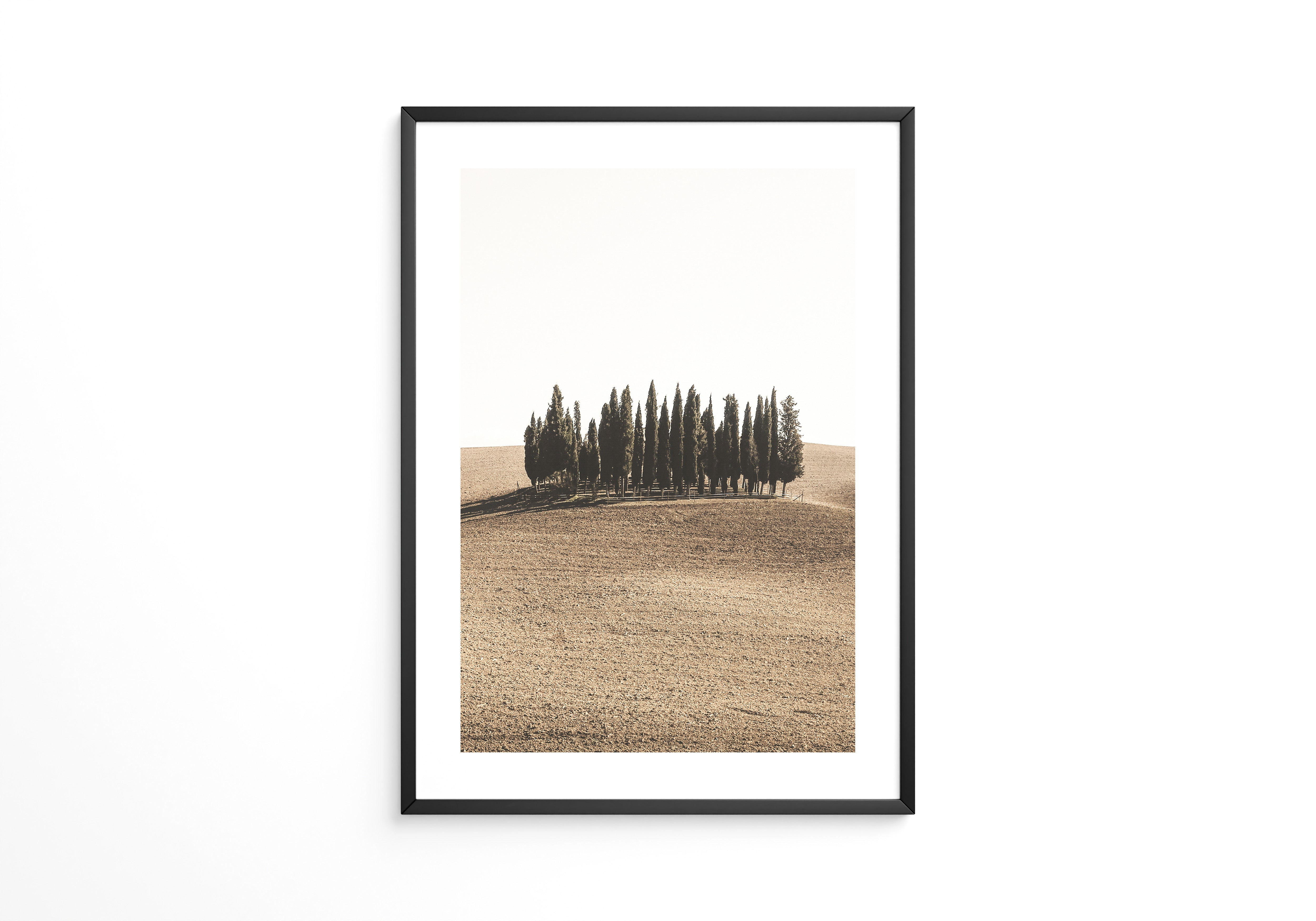 Zypressen Hügel Sepia