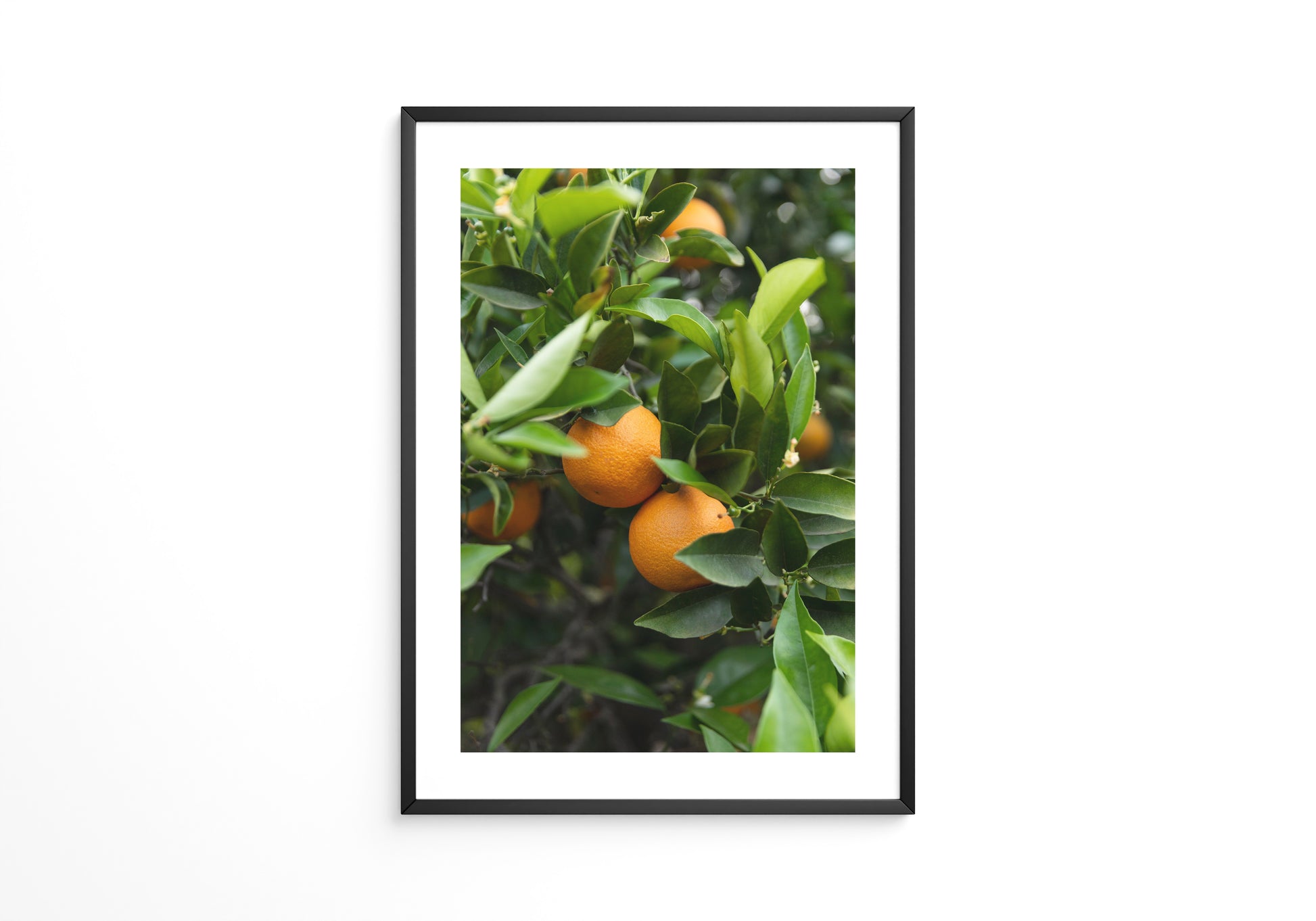 Orangenbaum Grünes Laub