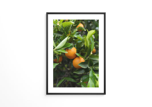Orangenbaum Grünes Laub