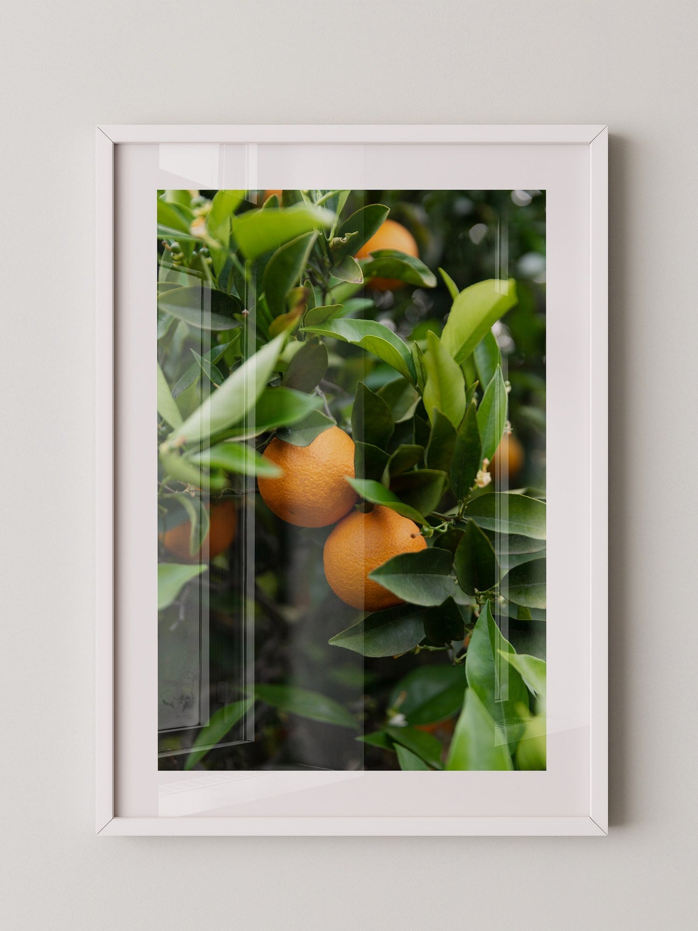 Orangenbaum Grünes Laub