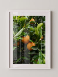 Orangenbaum Grünes Laub
