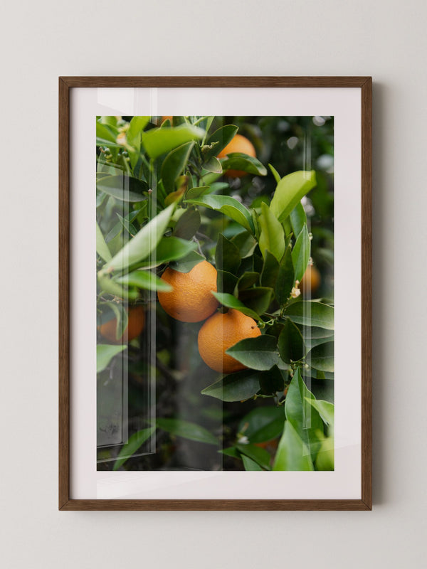 Orangenbaum Grünes Laub