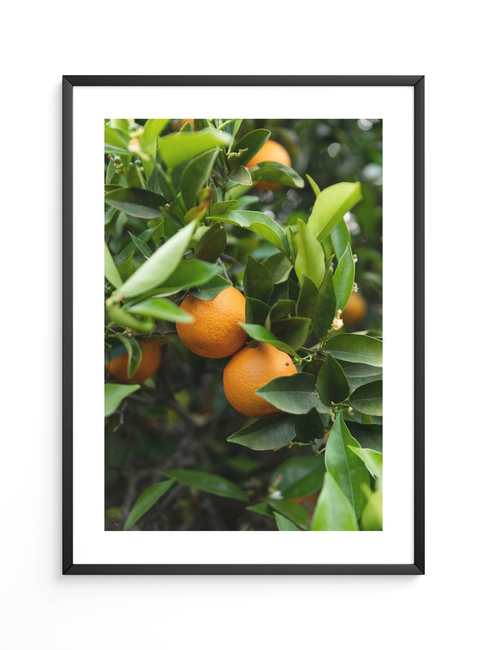 Orangenbaum Grünes Laub