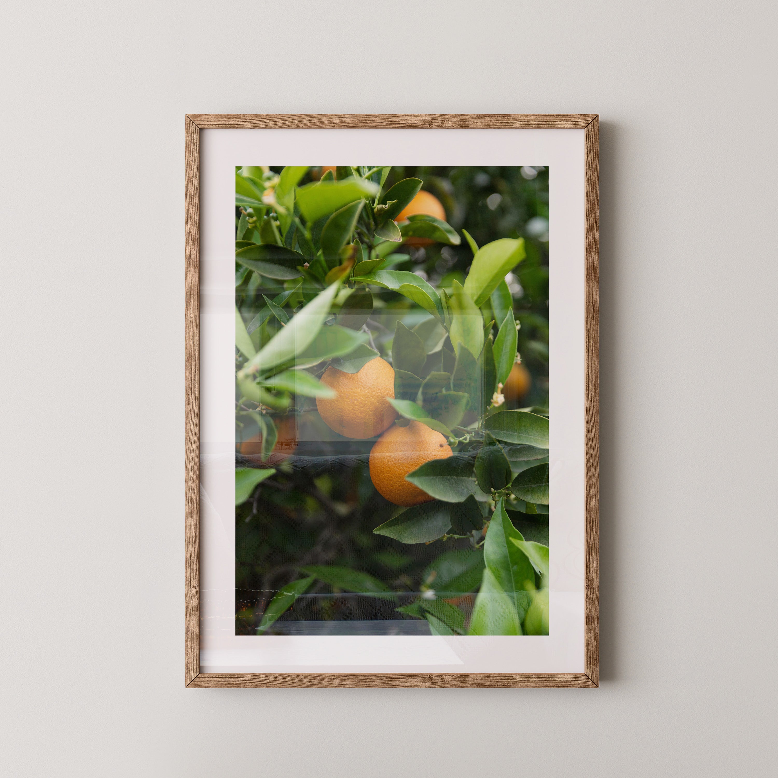 Orangenbaum Grünes Laub